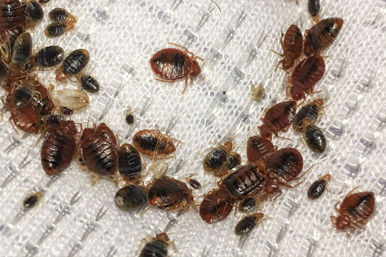 Bed Bug Removal Service