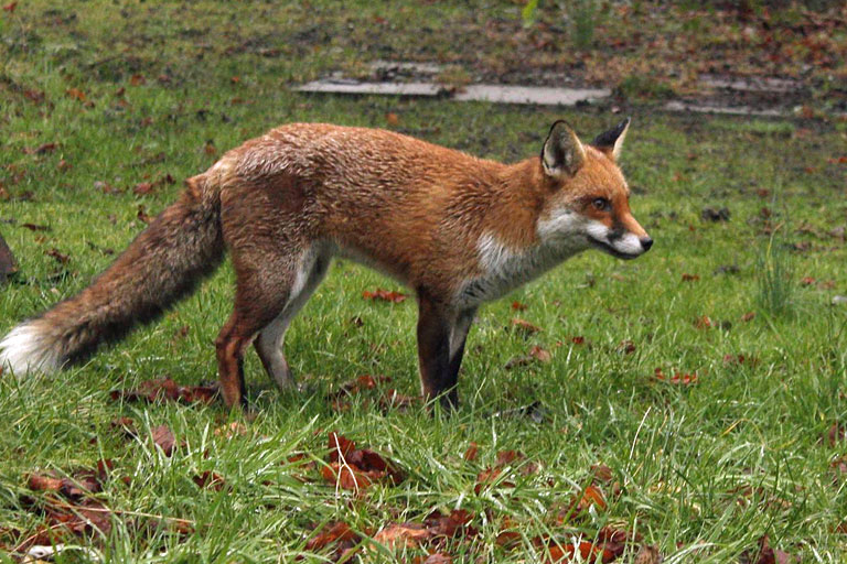 Fox Removal