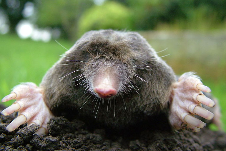 Mole Catcher Lincolnshire