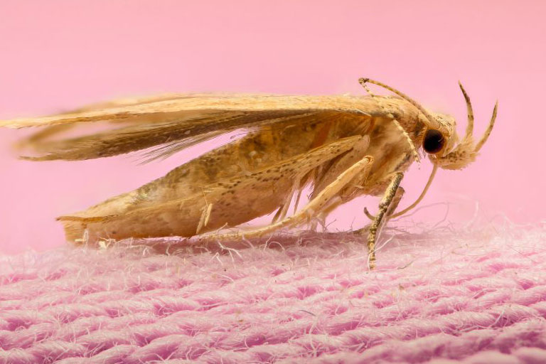 Moth Control