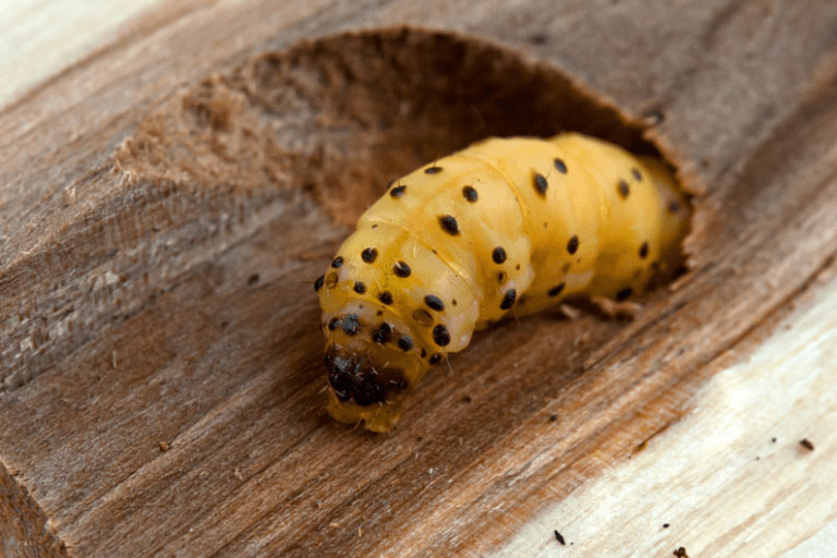 Woodworm Treatment