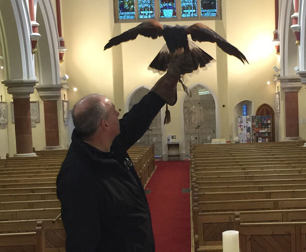 Falconry services by SWAT Pest Control Ltd. Falconry services by SWAT Pest Control Ltd
