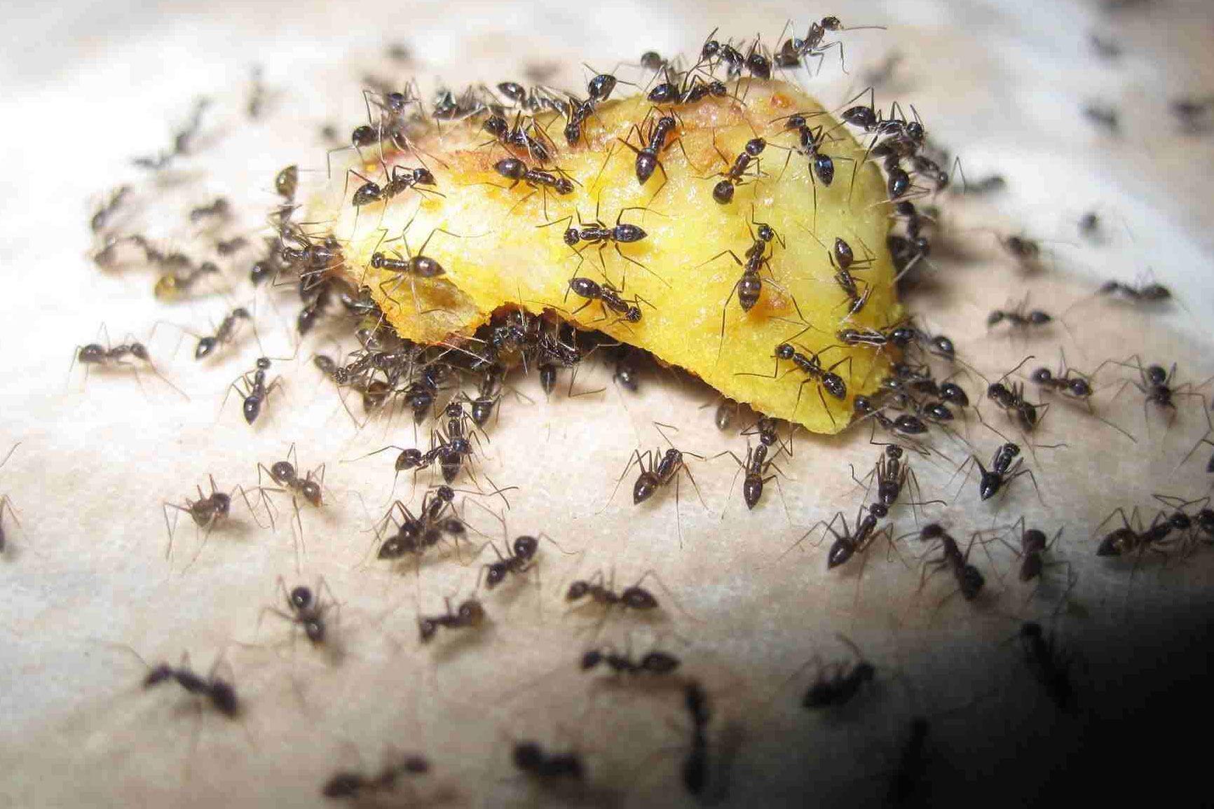 Ant Control - Ant Nest removal by SWAT Pest Control Ltd.