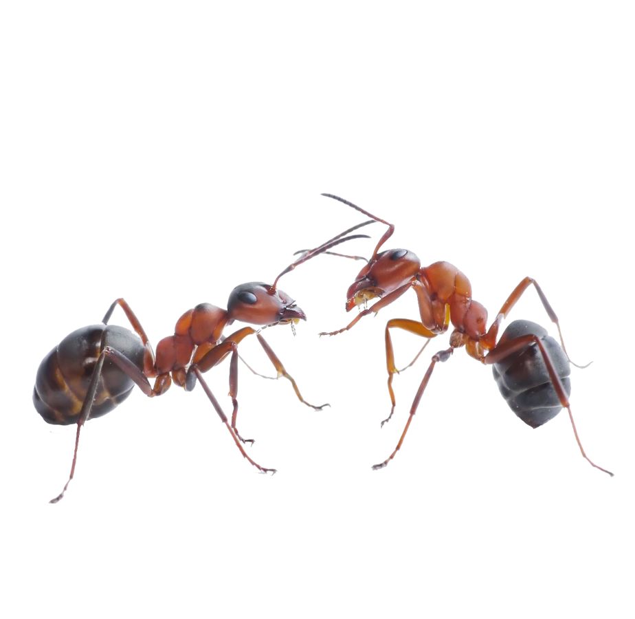 Ant Control - Ant Nest removal by SWAT Pest Control Ltd. Ant Control - Ant Nest removal by SWAT Pest Control Ltd.