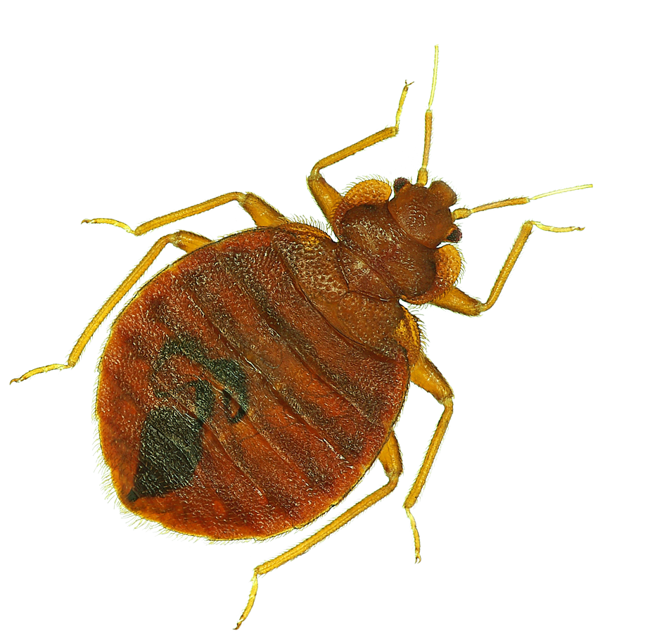 Bed Bug Removal - Control by SWAT Pest Control Ltd. Bed Bug Removal - Control by SWAT Pest Control Ltd.