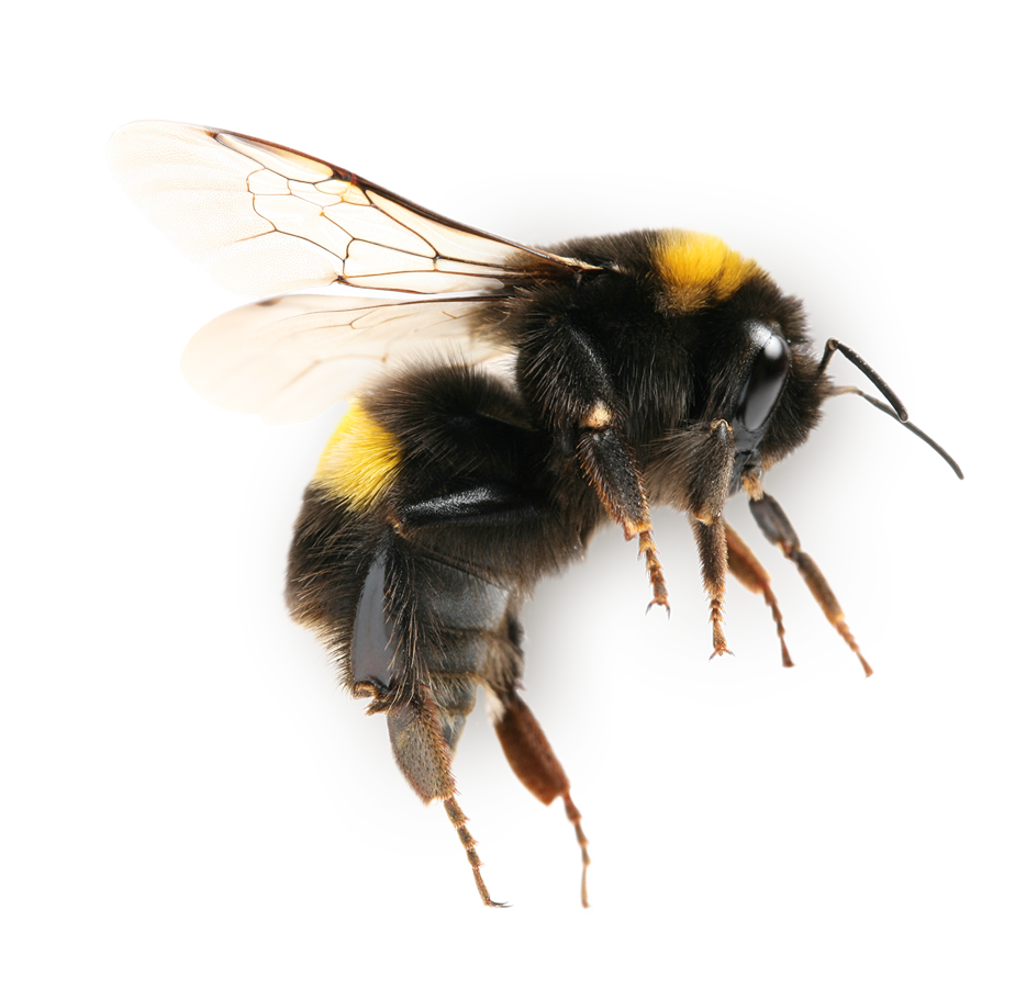 Bee control/ removal by SWAT Pest Control Ltd. Bee control/ removal by SWAT Pest Control Ltd.