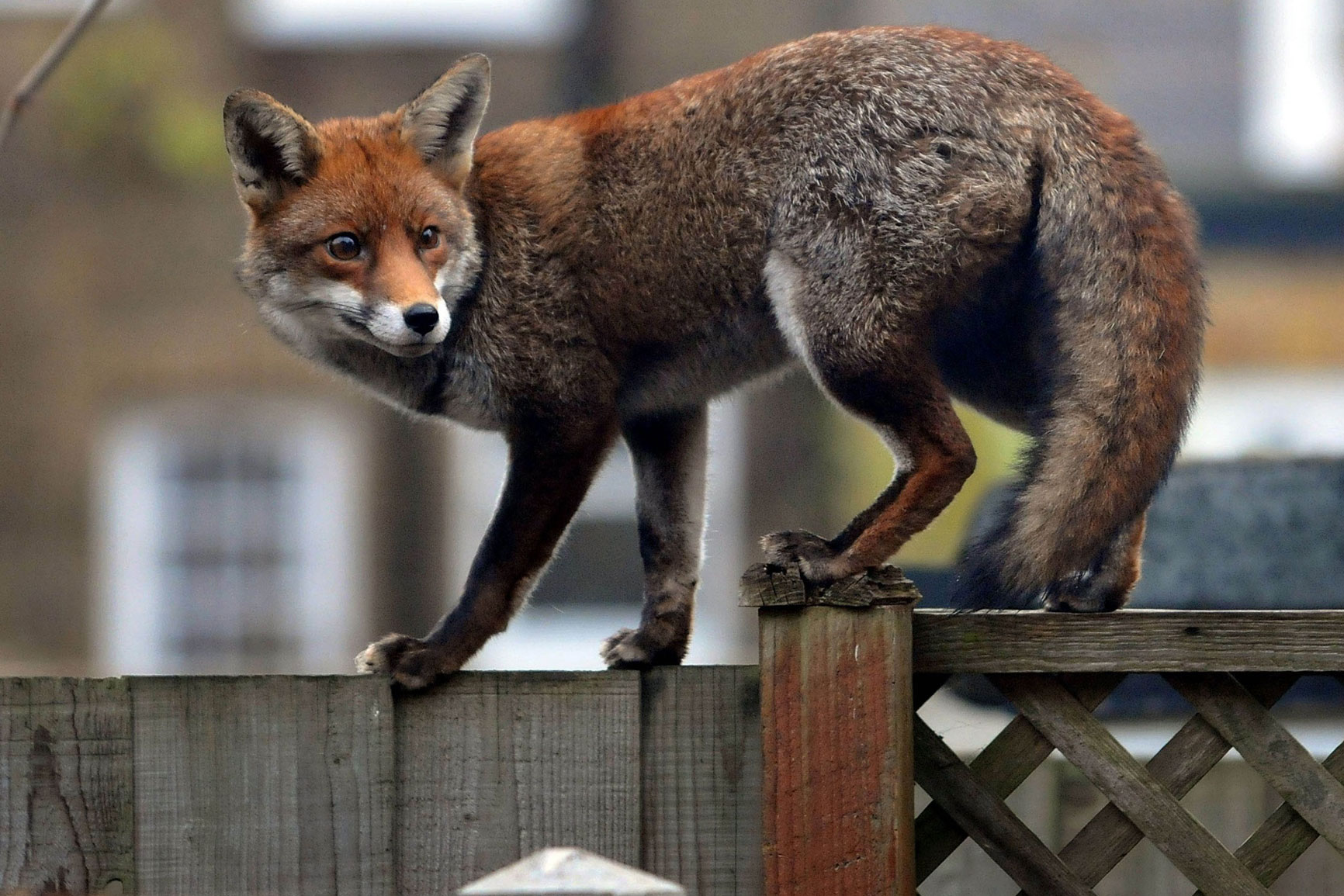 Fox Control by SWAT Pest Control Ltd. Fox Control by SWAT Pest Control Ltd.