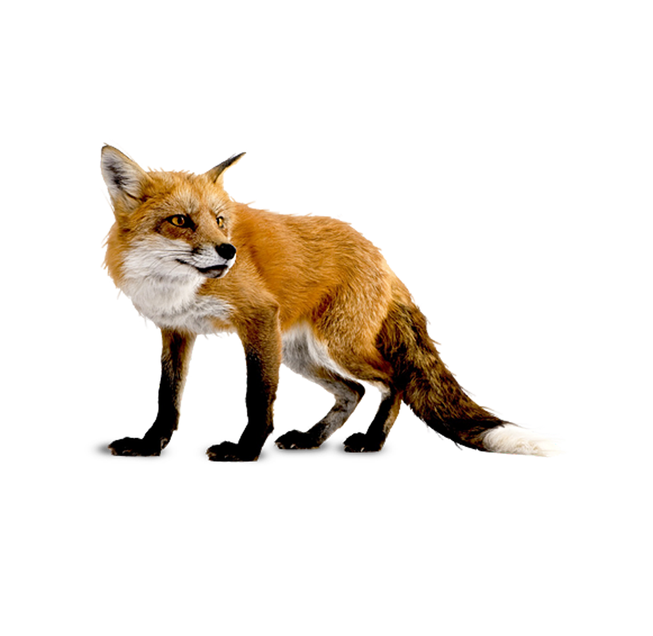 Fox Control by SWAT Pest Control Ltd. Fox Control by SWAT Pest Control Ltd.