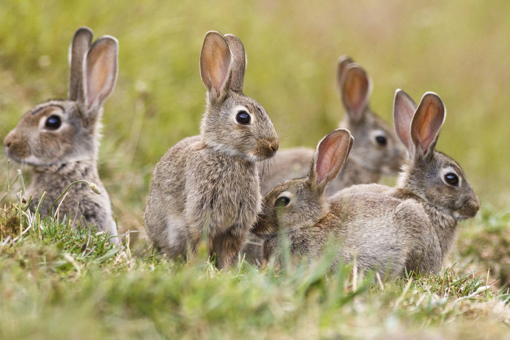 Rabbit control removal by SWAT Pest Control Ltd.