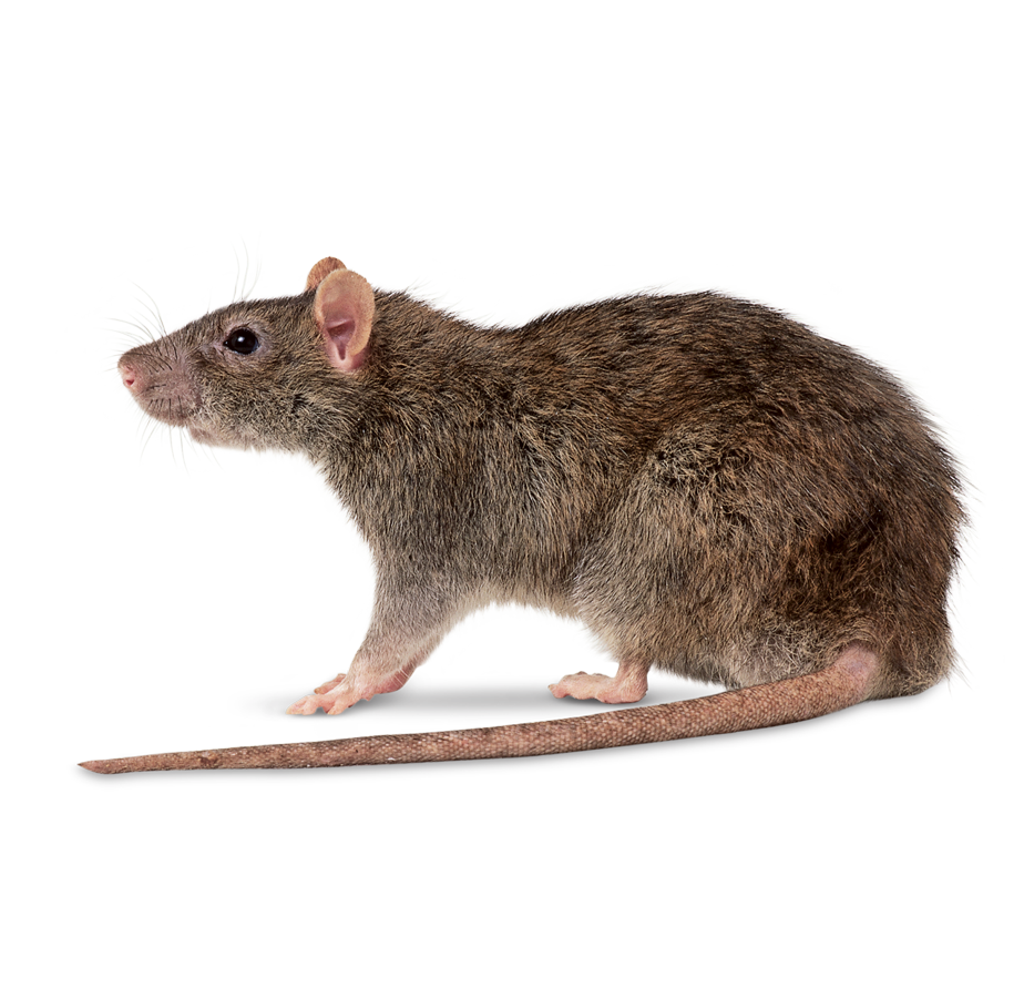 Rat catchers - rat control by SWAT Pest Control Ltd.