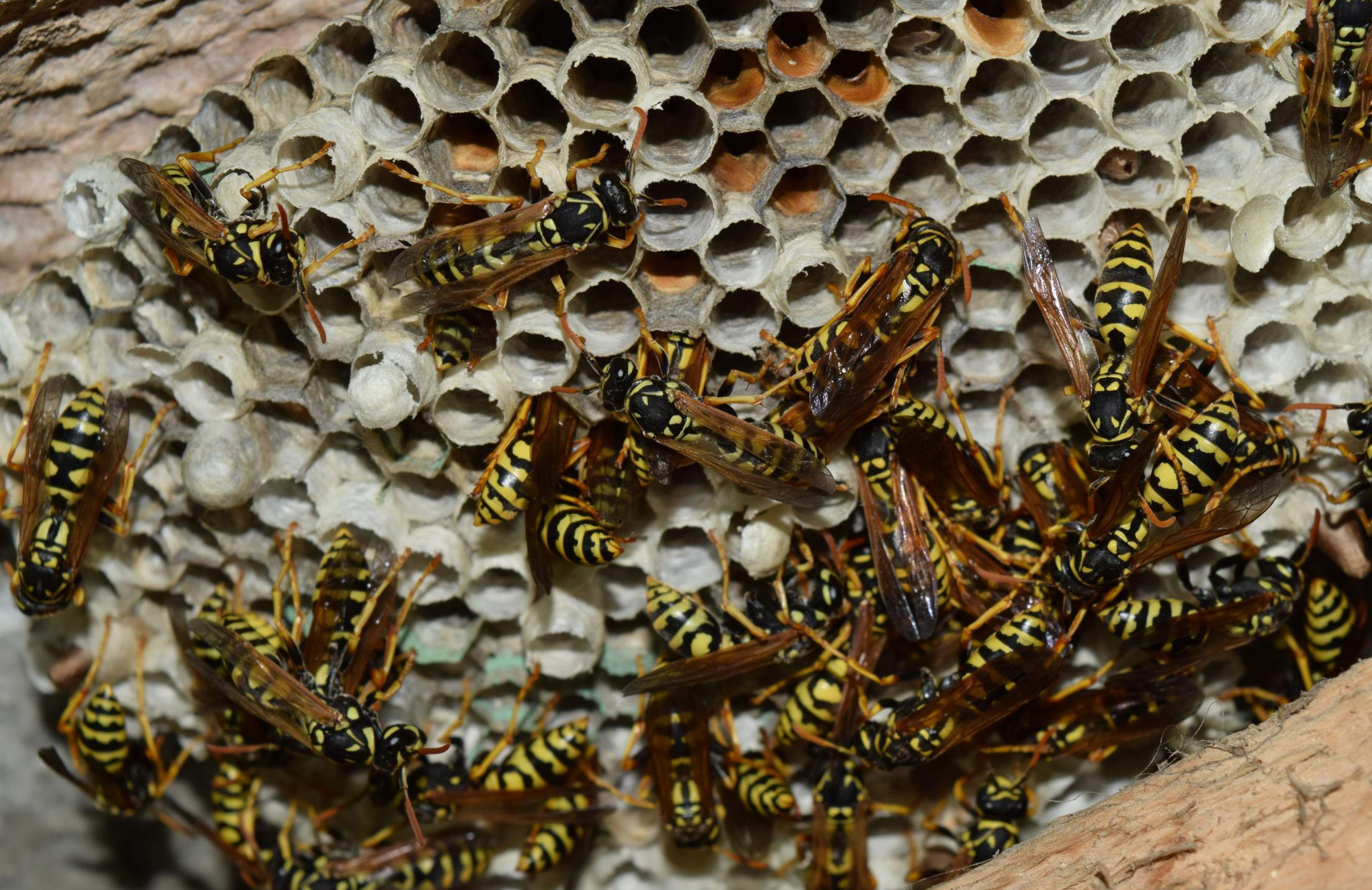 Wasp nest removal SWAT Pest Control Ltd.