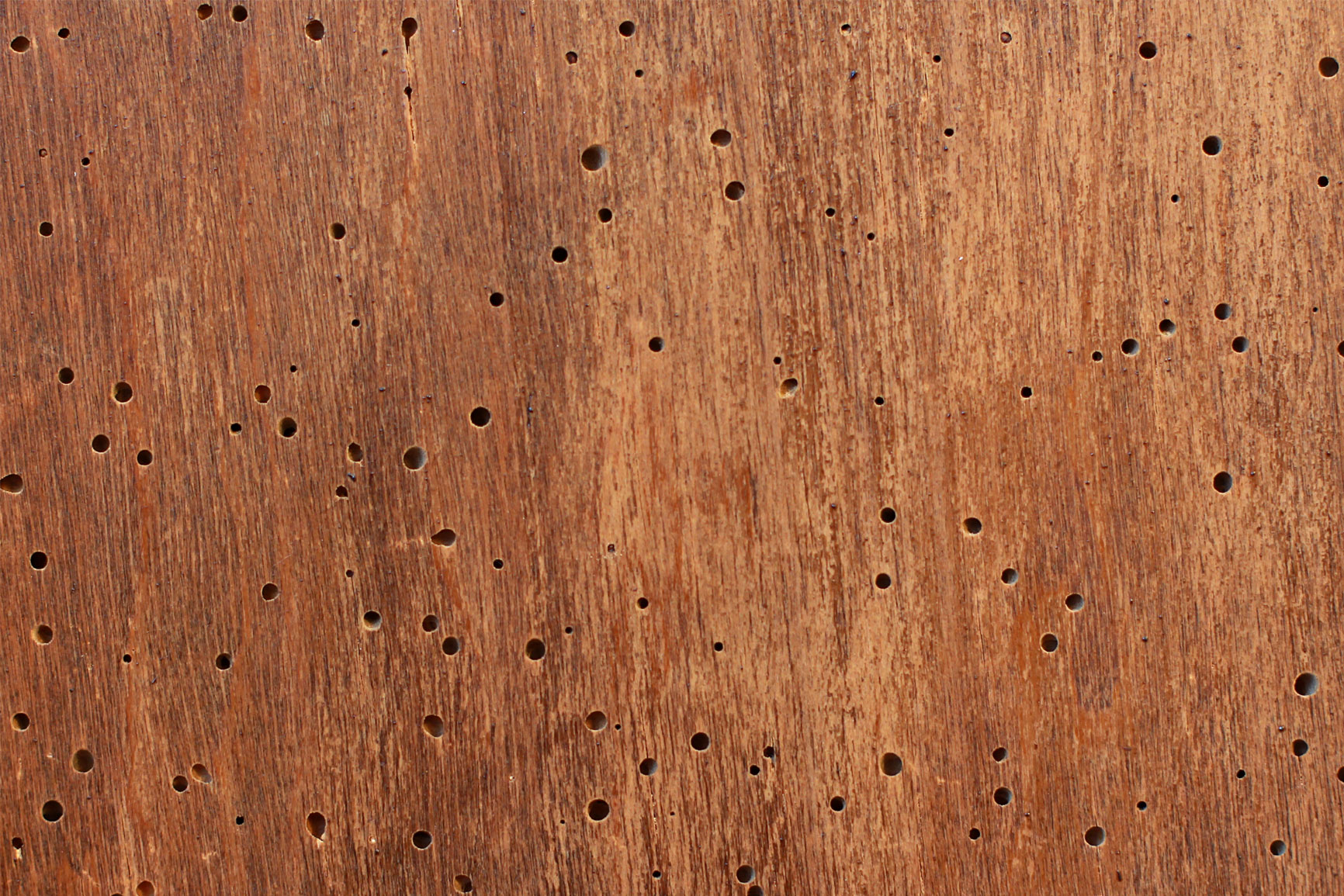 Woodworm Control and Woodworm treatment by SWAT Pest Control Ltd. Woodworm Control and Woodworm treatment by SWAT Pest Control Ltd.