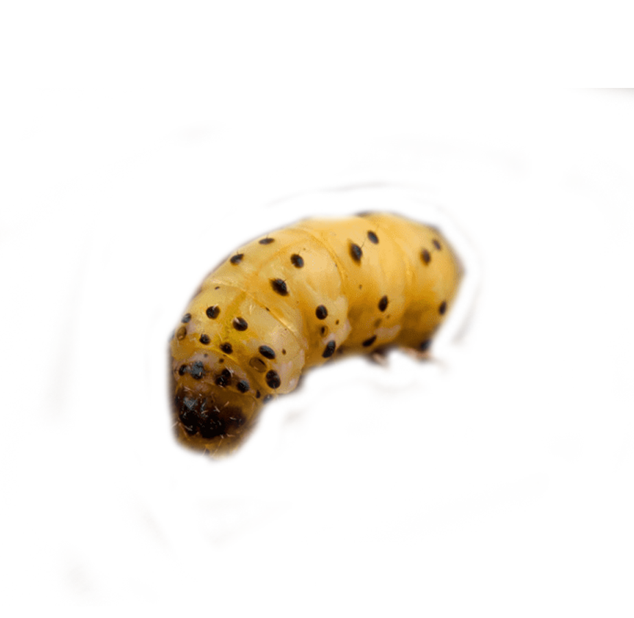Woodworm Control and Woodworm treatment by SWAT Pest Control Ltd. Woodworm Control and Woodworm treatment by SWAT Pest Control Ltd.